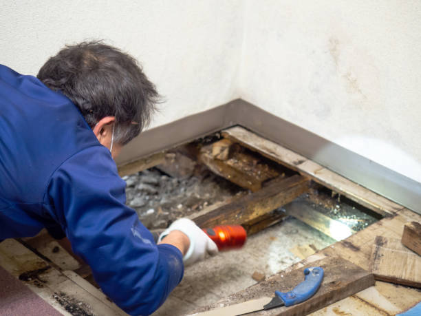 Best White Mold Remediation in West Carrollton, OH