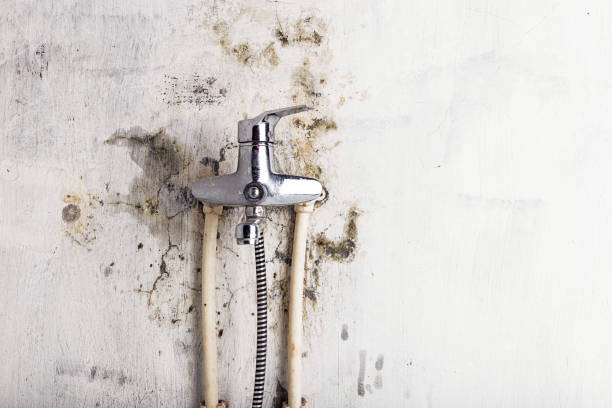 Best Industrial Mold Remediation in West Carrollton, OH