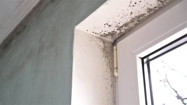 Best Basement Mold Remediation in West Carrollton, OH