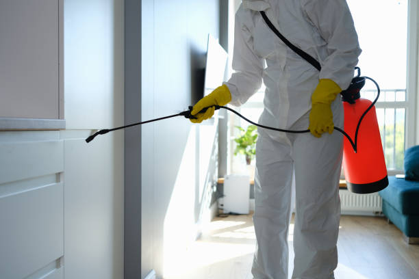 Best Attic Mold Remediation in West Carrollton, OH